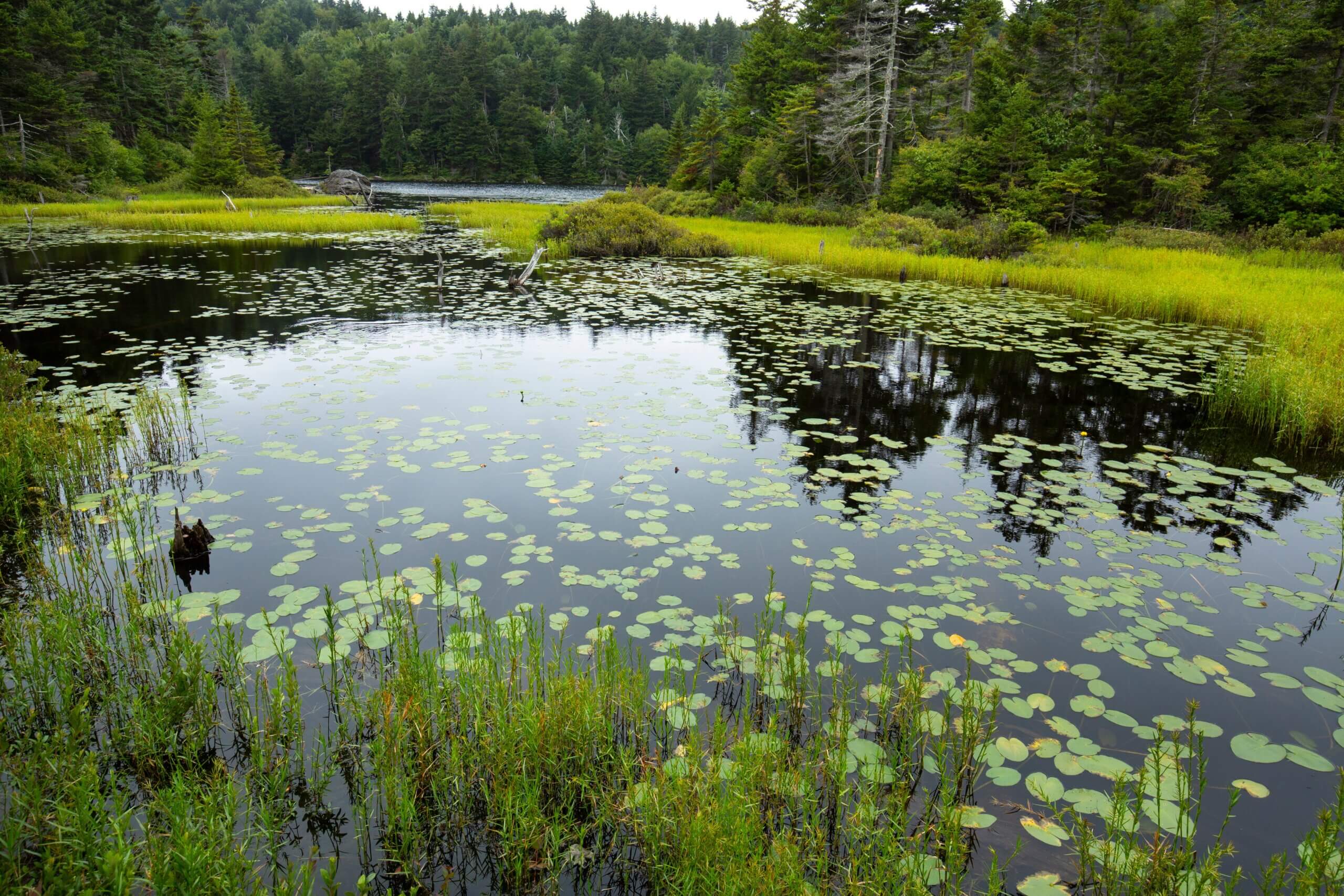 An image of a pond in Newbury.