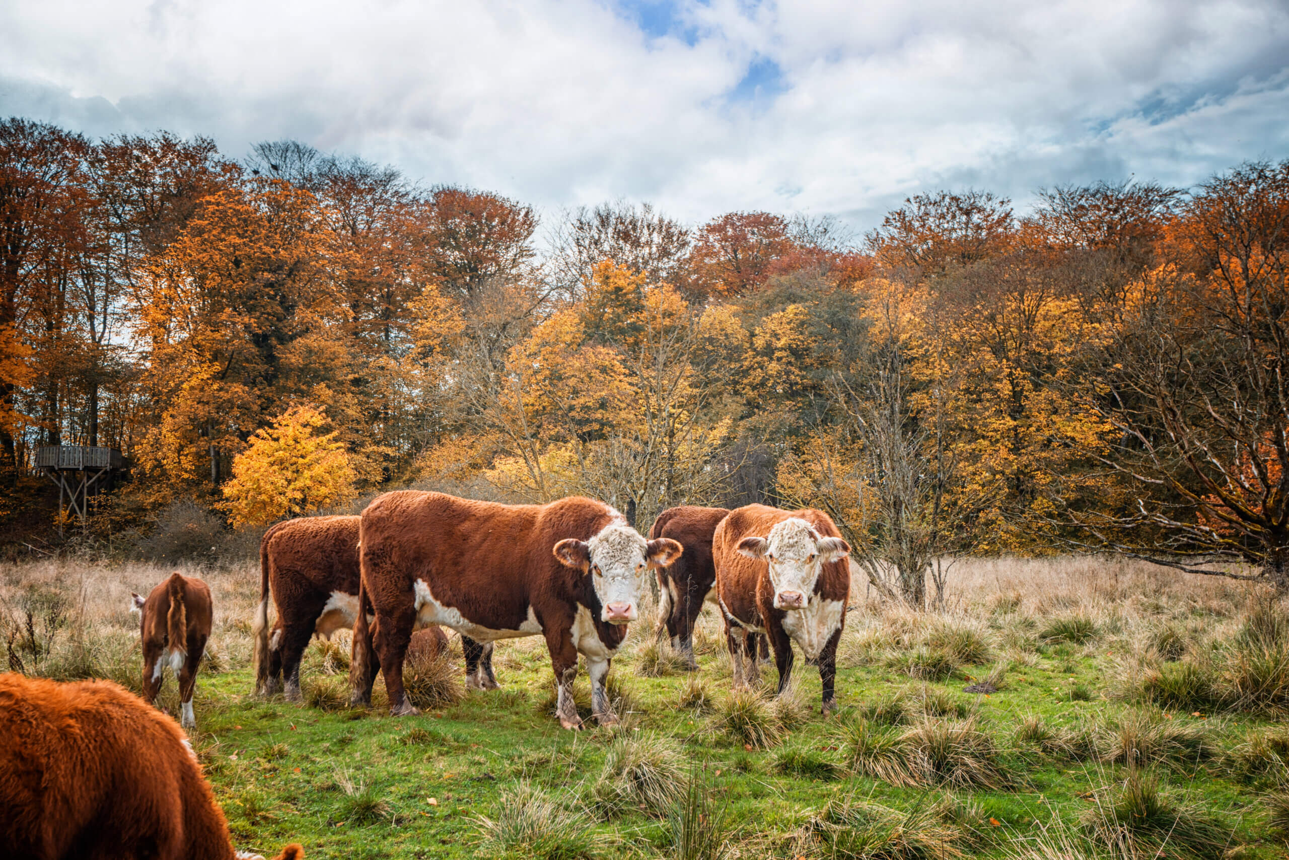 An image of cows in a field with orange trees behind them in Hereford.