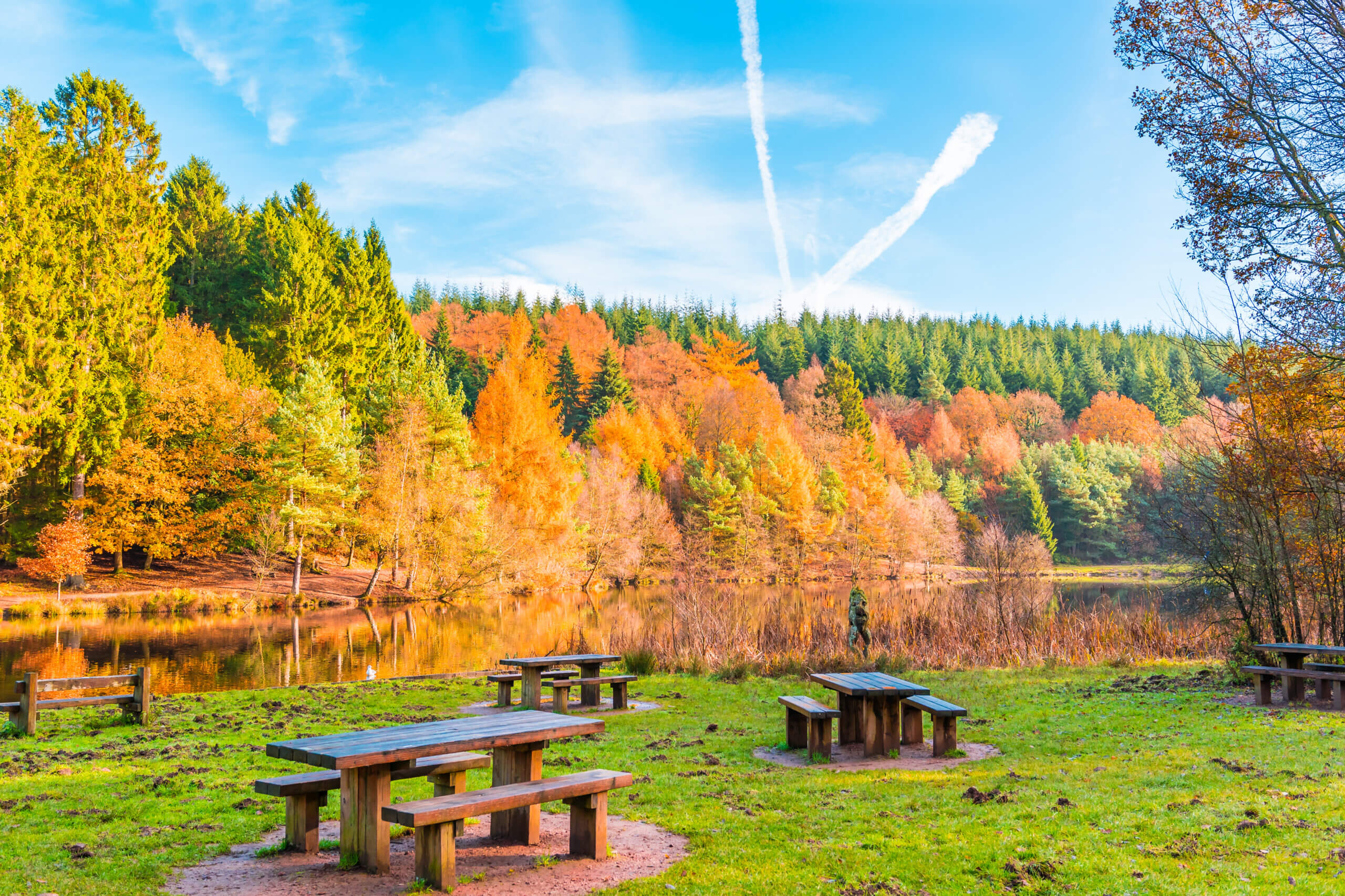 An image of the Forest of Dean near Lydney.